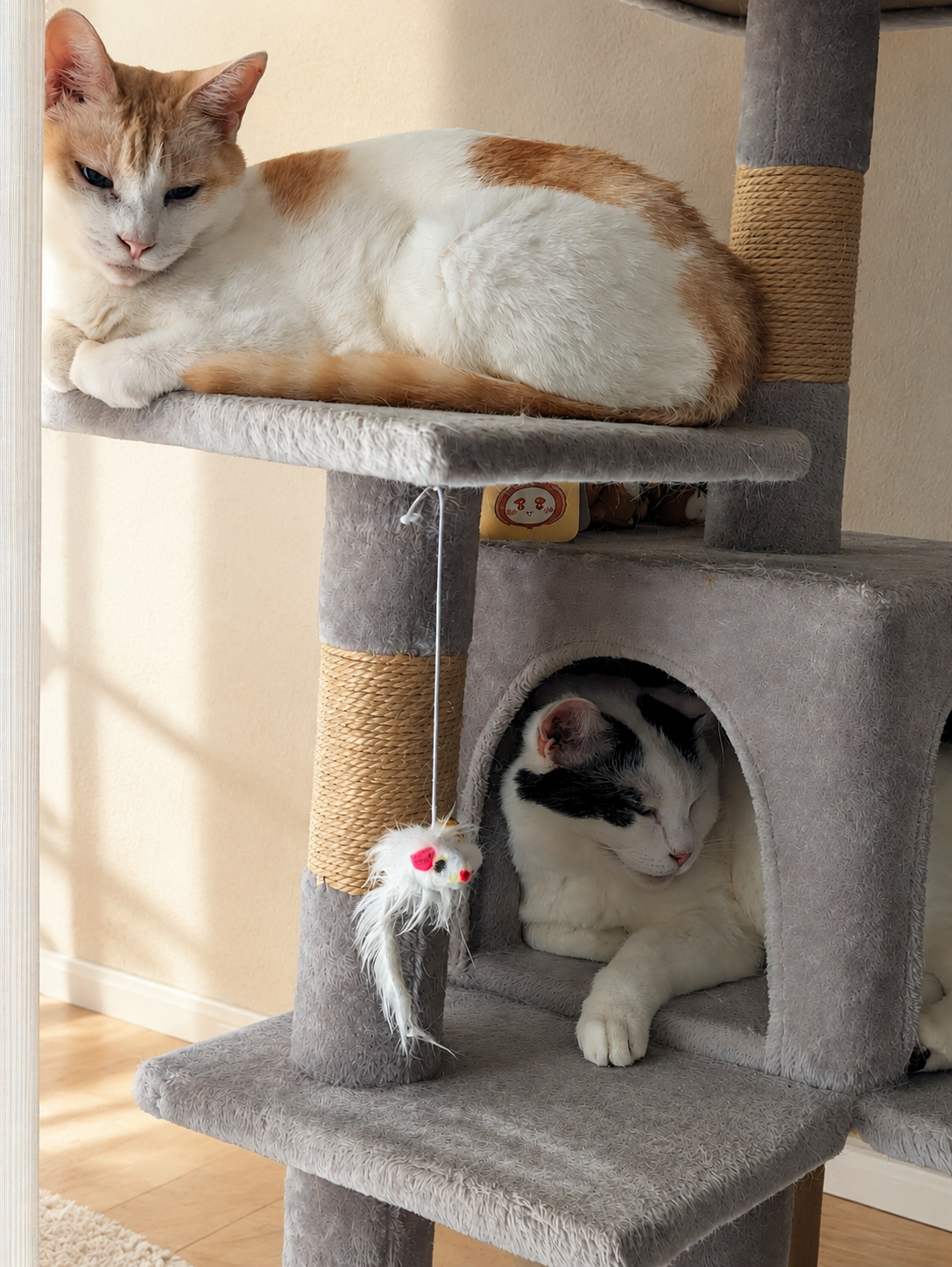 キャットタワーの上段でくつろぐチャコと、下の小部屋で目を閉じるサスケ