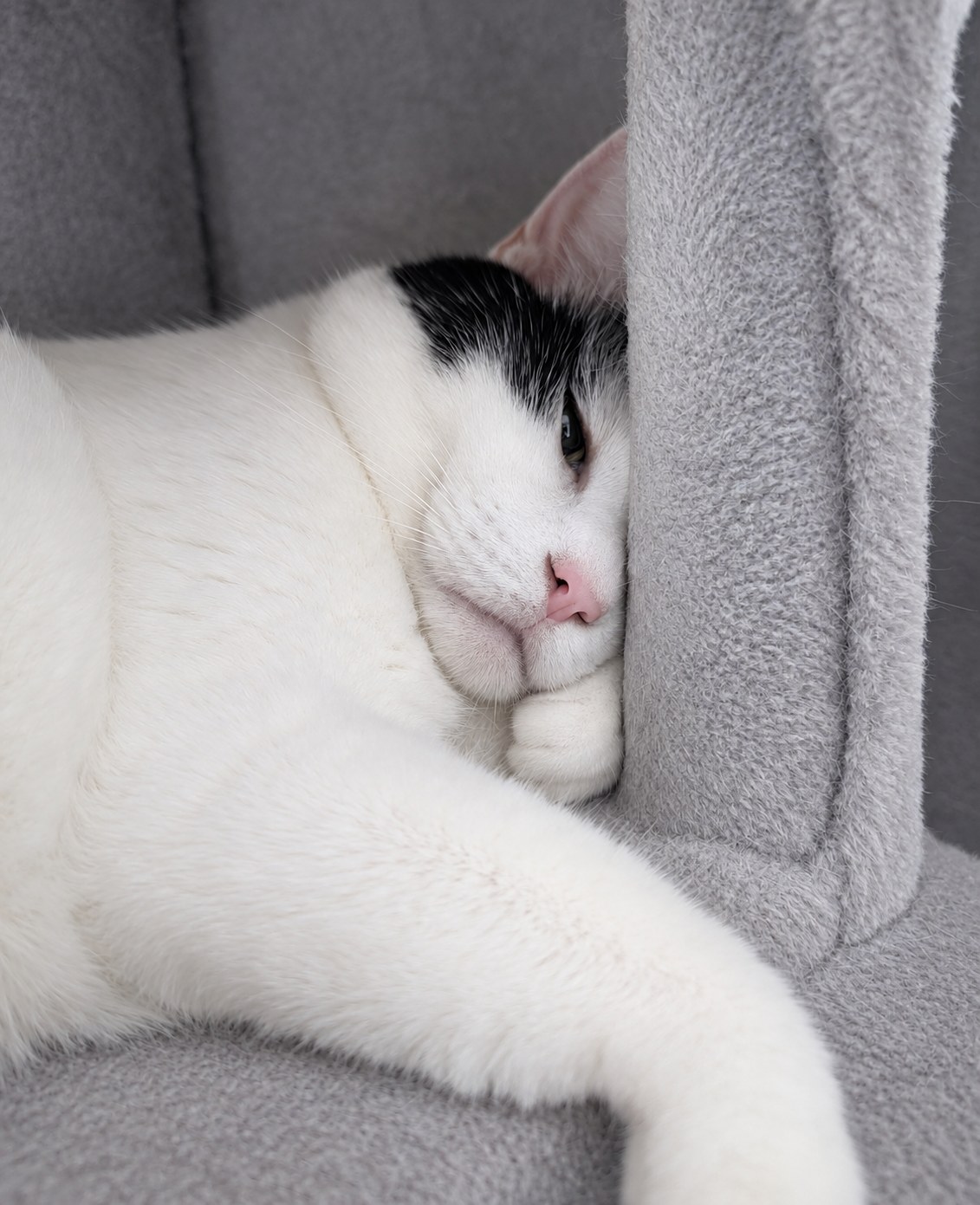 キャットタワーのクッションに顔を寄せて眠る白黒のサスケ