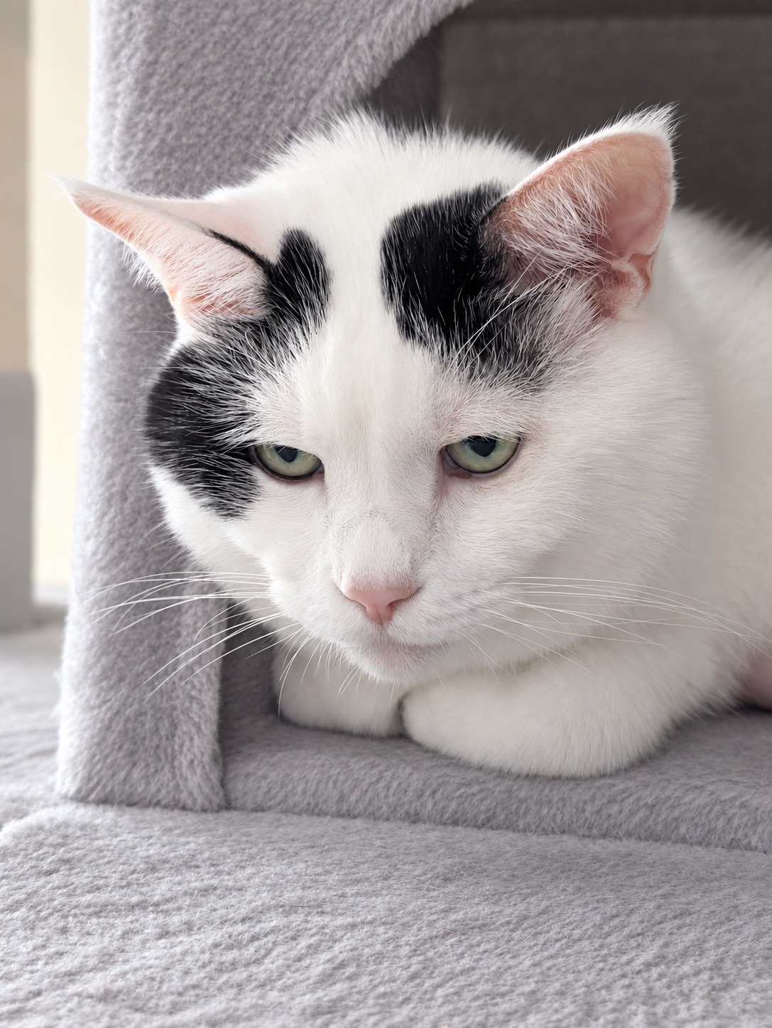 キャットタワーの中でうつむき加減にこちらを見る白黒のサスケ（目・鼻周りとタワーの汚れはAIで加工）